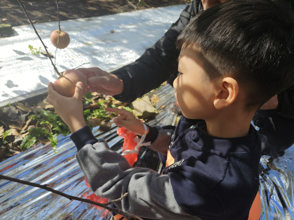 11월 8일 사과따기 현장체험학습